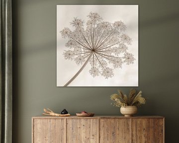 Guirlande de berce du Caucase en sépia 2