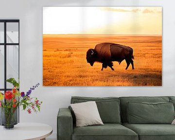 Bison dans la prairie sur Poster Art Shop
