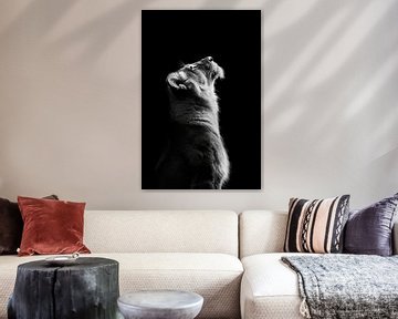 Leeuw in het donker van Poster Art Shop