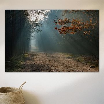 Sun harps during autumn