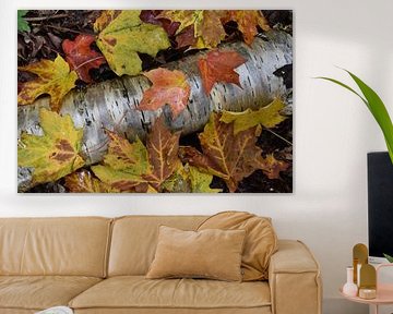 Autumn foliage in the forest