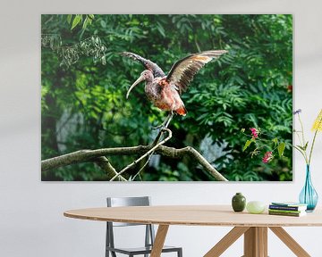 Unreifer Roter Ibis, der die Flügel öffnet