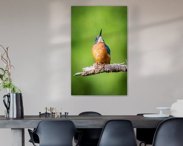 ijsvogel van Andy van der Steen - Fotografie