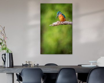 ijsvogel van Andy van der Steen - Fotografie