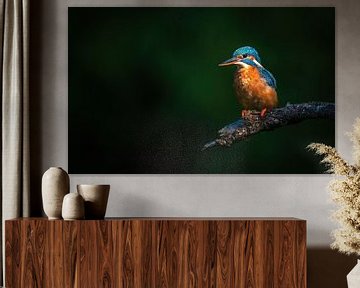 ijsvogel van Andy van der Steen - Fotografie