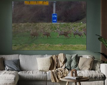 Rehhorde an Autobahn zuhause