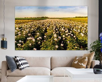 A field of Peonies in Flevoland by René Holtslag