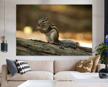 Siberian ground squirrel with acorn by WildWonders
