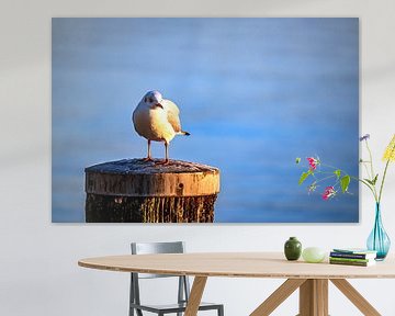 Baden-Württemberg : The seagull by Photoart-Naegele