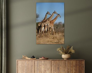 Trio Giraffen van Chris Gottenbos