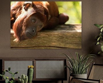 Singe hurleur rouge sur Jan Klijn