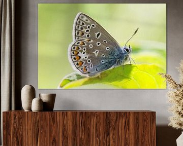 Icarusblauwtje vlinder op groen blad van Mark Scheper