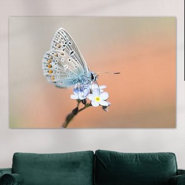 Papillon bleu Icare sur une fleur bleue