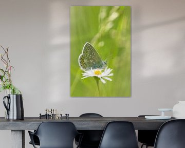 Icarusblauwtje vlinder op bloem van Mark Scheper