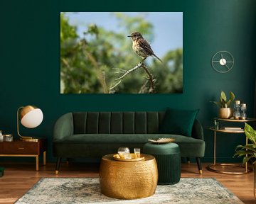 Roodborsttapuit vrouwtje van SchumacherFotografie