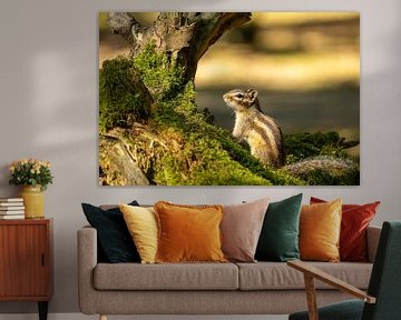 Sonniges sibirisches Erdhörnchen von SchumacherFotografie