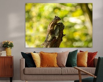 Neugieriges Eichhörnchen auf der Höhe von SchumacherFotografie