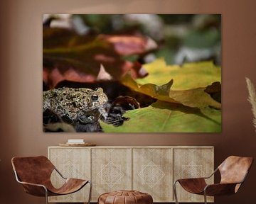 A toad in autumn by Claude Laprise