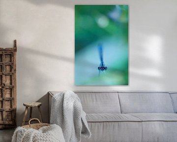 Damselfly sur Mark Scheper