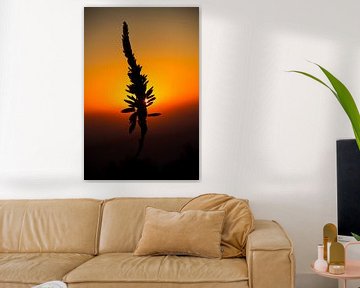 Aloe at Sunrise von Elsje van Dyk