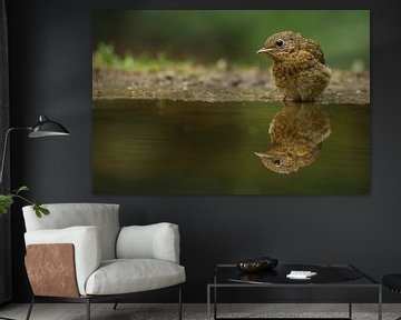 Portret van een jonge Roodborst van Ronald Pol