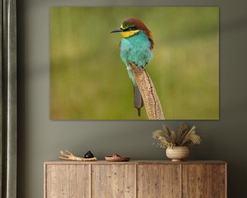Bee-eater on branch by Tanja van Beuningen