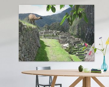 Llama at Machu Picchu (Peru) by Bart Muller