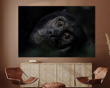 Portrait of a Chimpanzee by Albert Beukhof