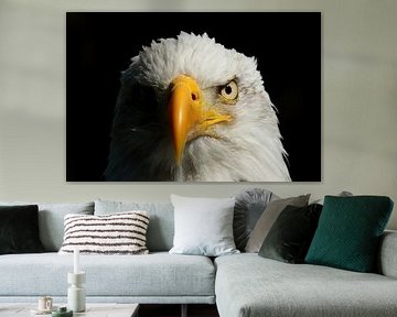 Bald Eagle (Haliaeetus leucocephalus) by Ronald Pol
