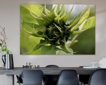 The beginning of a sunflower by Claude Laprise