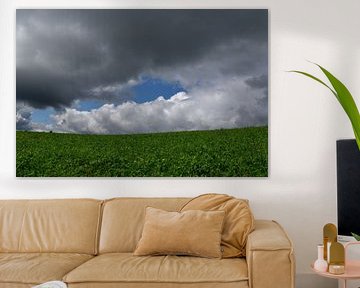 An oat field under a cloudy sky