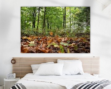 A deciduous forest in early autumn