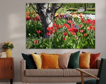 Tulips in bloom in the garden by Claude Laprise