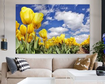 Gele tulpen onder blauwe lucht by Fotografie Egmond