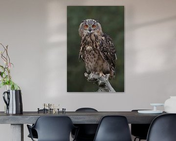 Europese Oehoe (Bubo bubo) van Ronald Pol