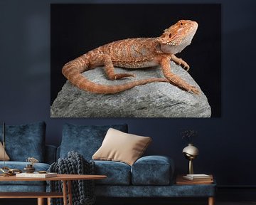 Baardagame (Pogona vitticeps) van Ronald Pol