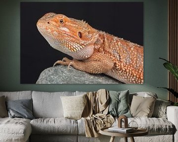 Baardagame (Pogona vitticeps) van Ronald Pol