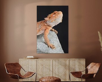 Baardagame (Pogona vitticeps) van Ronald Pol