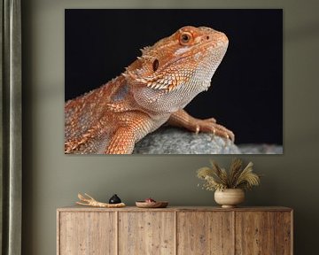 Baardagame (Pogona vitticeps) van Ronald Pol