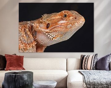 Baardagame (Pogona vitticeps) van Ronald Pol