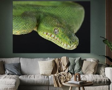 Groene Hondskopboa (Corallus caninus) van Ronald Pol
