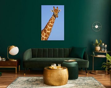 The Giraffe - Africa wildlife by W. Woyke