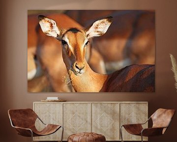 Impala - Africa wildlife by W. Woyke
