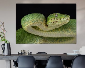 Groene Hondskopboa (Corallus caninus) van Ronald Pol