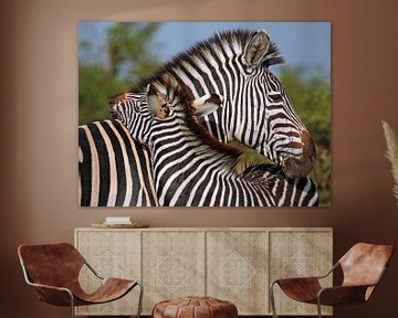 Loving Zebras - Africa wildlife by W. Woyke