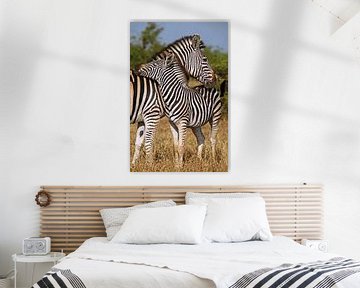 Loving Zebras - Africa wildlife by W. Woyke