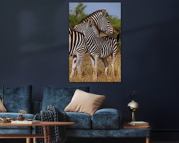 Schmusende Zebras - Afrika wildlife von W. Woyke