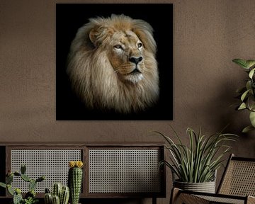 Lion head in colour