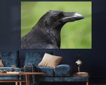 Raaf (Corvus corax) van Ronald Pol