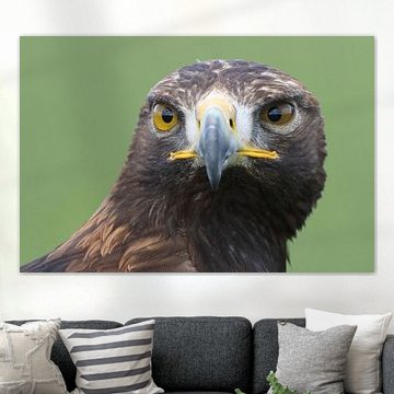 Portrait d'un aigle royal sur Ronald Pol